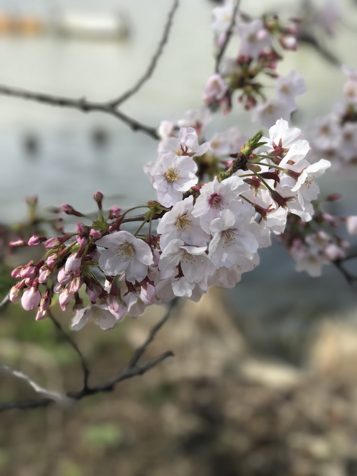 今日の上野公園の桜 170406