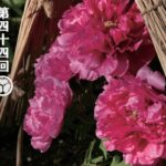 第四十四回 上野・東照宮 冬ぼたん｜1月1日（木）〜2月23日（月・祝）上野公園で“わらぼっち”に包まれた冬のぼたんが見頃